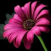 Diana Ridley's photo