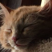 Foto von Cheryl Kominsky Cormier