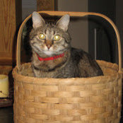 Foto von Ezzie Cat