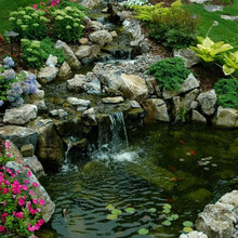 pond