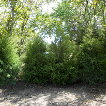 Eastern Red Cedar's used in Natural landscape design