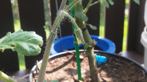 determinate plant started to flower again?