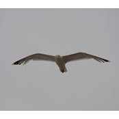 Andrej Sedlak's photo