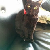 Yinwen Lin's photo