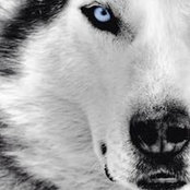 Photo de Phoenix Lancelot
