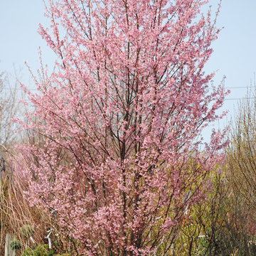 Trees and Shrubs