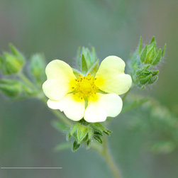 Pure Yellow - Photographs