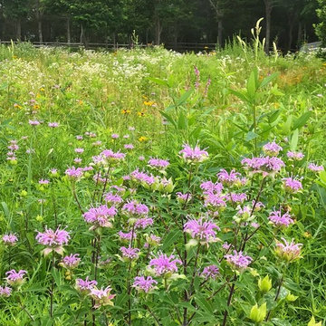 Osterville Wild Flower Meadow