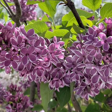 Garden Plants