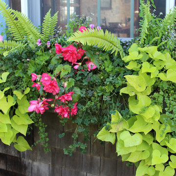 Window Boxes / Containers