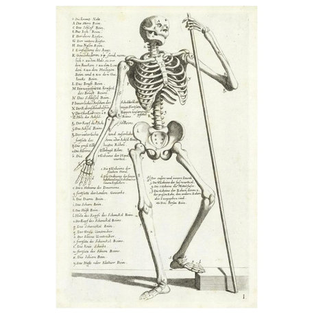 "Anatomical diagram, human skeleton, front view, legends" Paper Art, 22"x32"