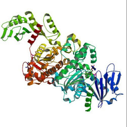 Acetate kinase enzyme - Products