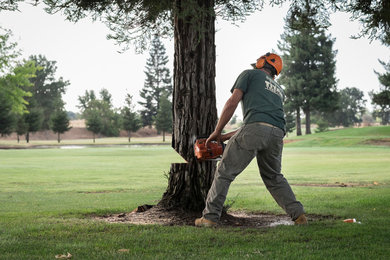 Tree Removals at a Local Golf Course