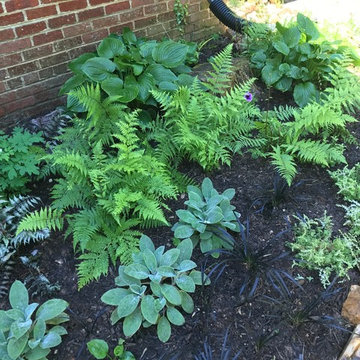 Chevy Chase Foundation Planting