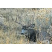Randy Loomer's photo