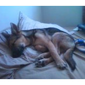Daniel Alvarenga's photo