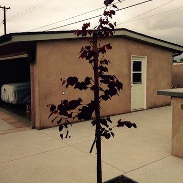 Our Tree Services