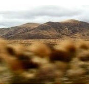 Maree Kerrys foto