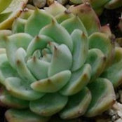 Eve Dilworth Rosen's photo