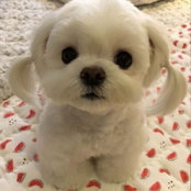 Eliana Lu's photo