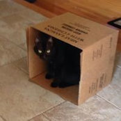 Kelli Diorio's photo