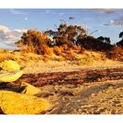 Dawn Treloar's photo