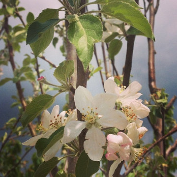 Triple Play Apple Tree
