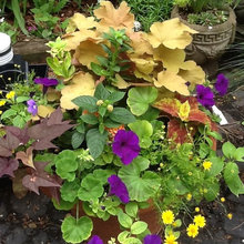 Plants and Pots