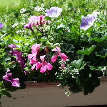 Misc. container garden pots, hummingbird, butterfly gardens