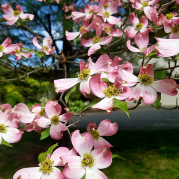 Dogwoods in their Glory