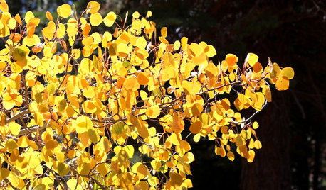 Great Design Plant: Quaking Aspen for 3-Season Beauty — on Its Own Turf