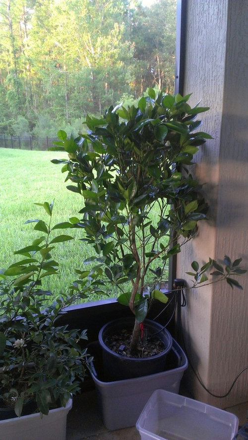 Repot these citrus trees?