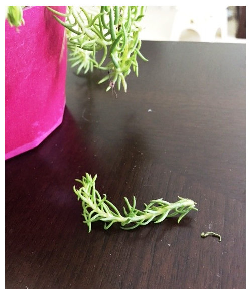 Succulent ID help is this poisonous to cats?