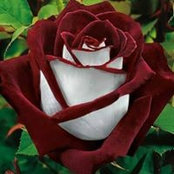 Rosaline Smith's photo