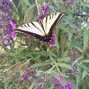 Aimee Alseth's photo