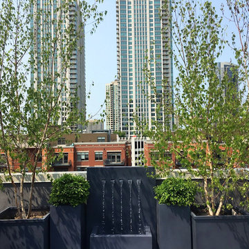 Whitespire Birch