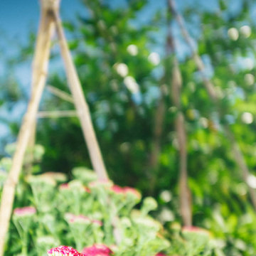 Small Edible Front Yard
