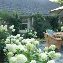 Lindy's yard