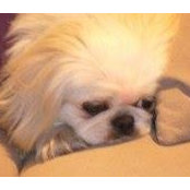 Lindsay Palevsky's photo