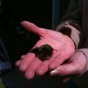 Patricia Brace's photo
