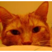 Andrea Kossakowski's photo