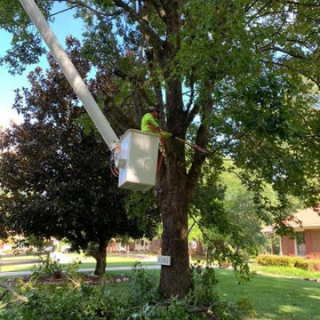 Tree cutting
