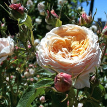 Jardín de la semana: Belleza sostenible bajo grandes árboles