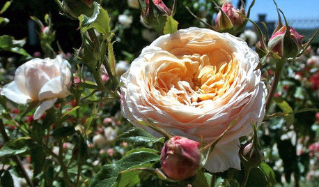 Jardín de la semana: Belleza sostenible bajo grandes árboles