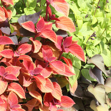 Potting Soil vs Garden Soil vs Raised Bed Soil -Dirty Dirt Soil Company Insights
