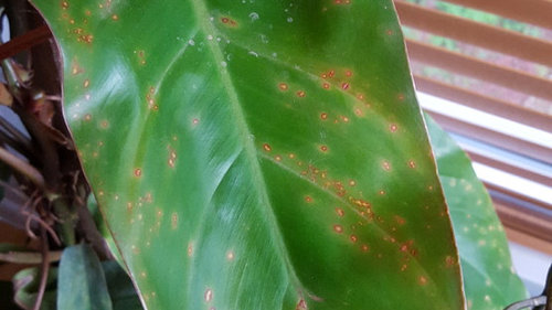 Philodendron Red And Yellow Spots Help Please