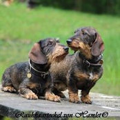 Petra Weiler's photo