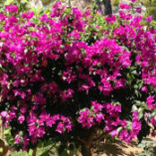 Sharla Levine's photo