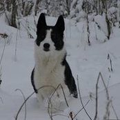 Foto von Shannon Schiffer