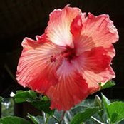 Sandy Chauvet's photo